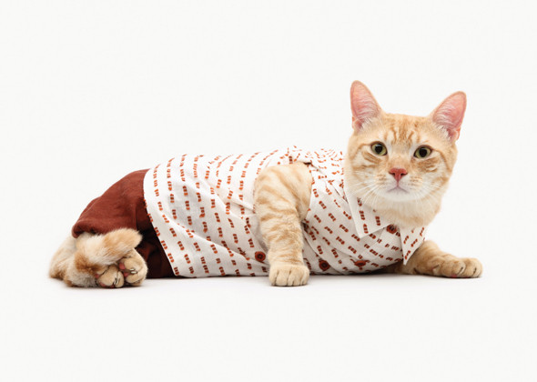 Is Your Cat the Next Top Model? Is Your Cat the Next Top Model?